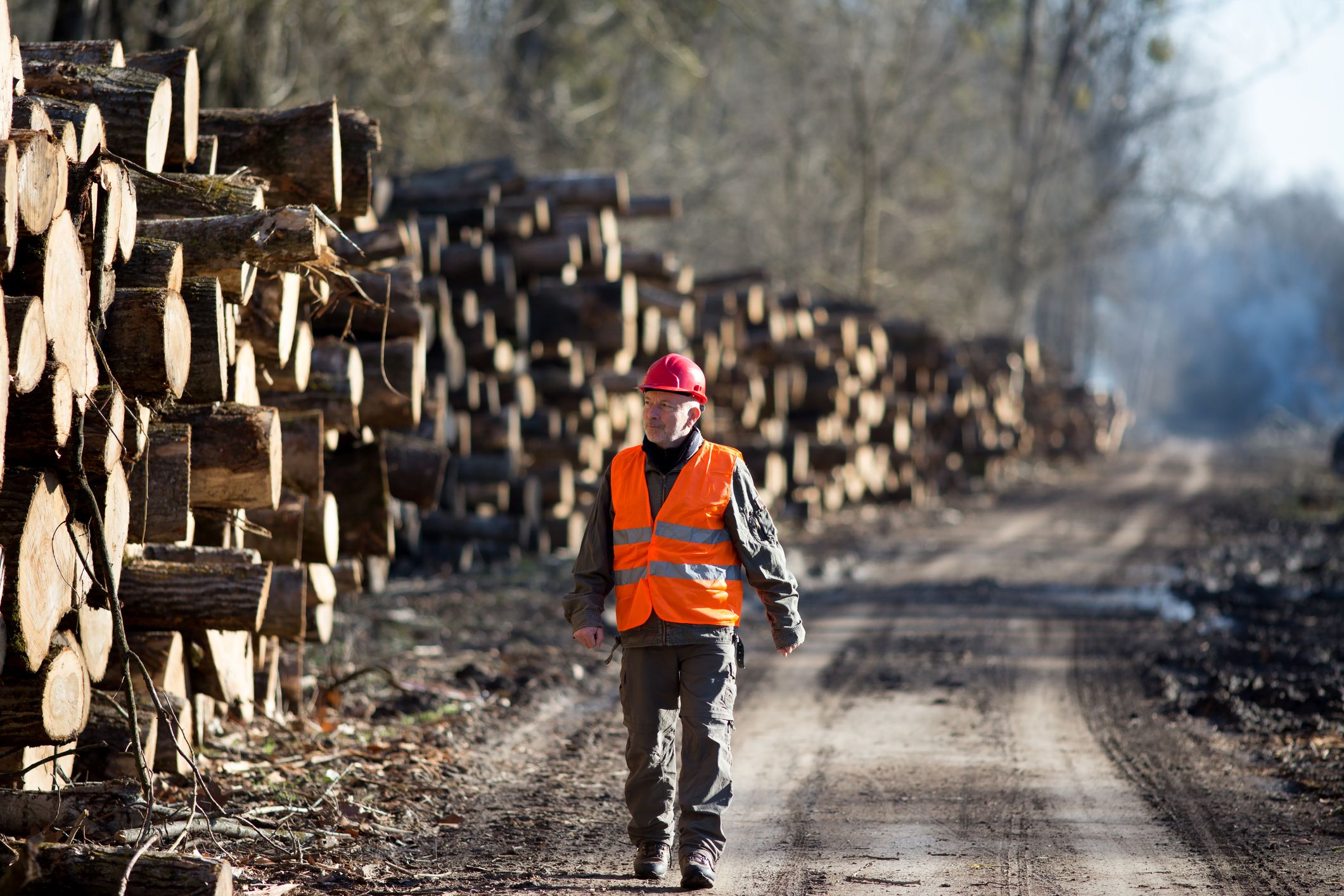 Lumber engineer walking beside cut tree trunks